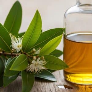 Lemon Myrtle Oil (10ml) - Not Available